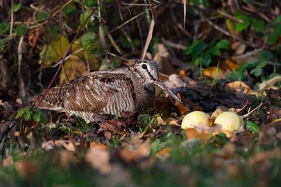 Waldschnepfe