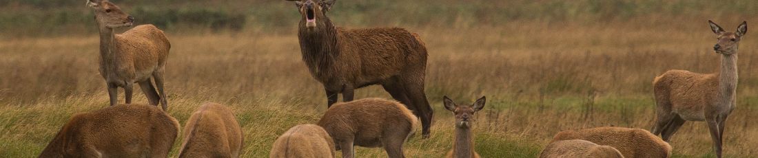 Foto: Rotwildhegegemeinschaft Bayerische Rhön